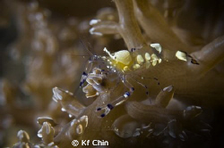 Anemone Shrimp by Kf Chin 
